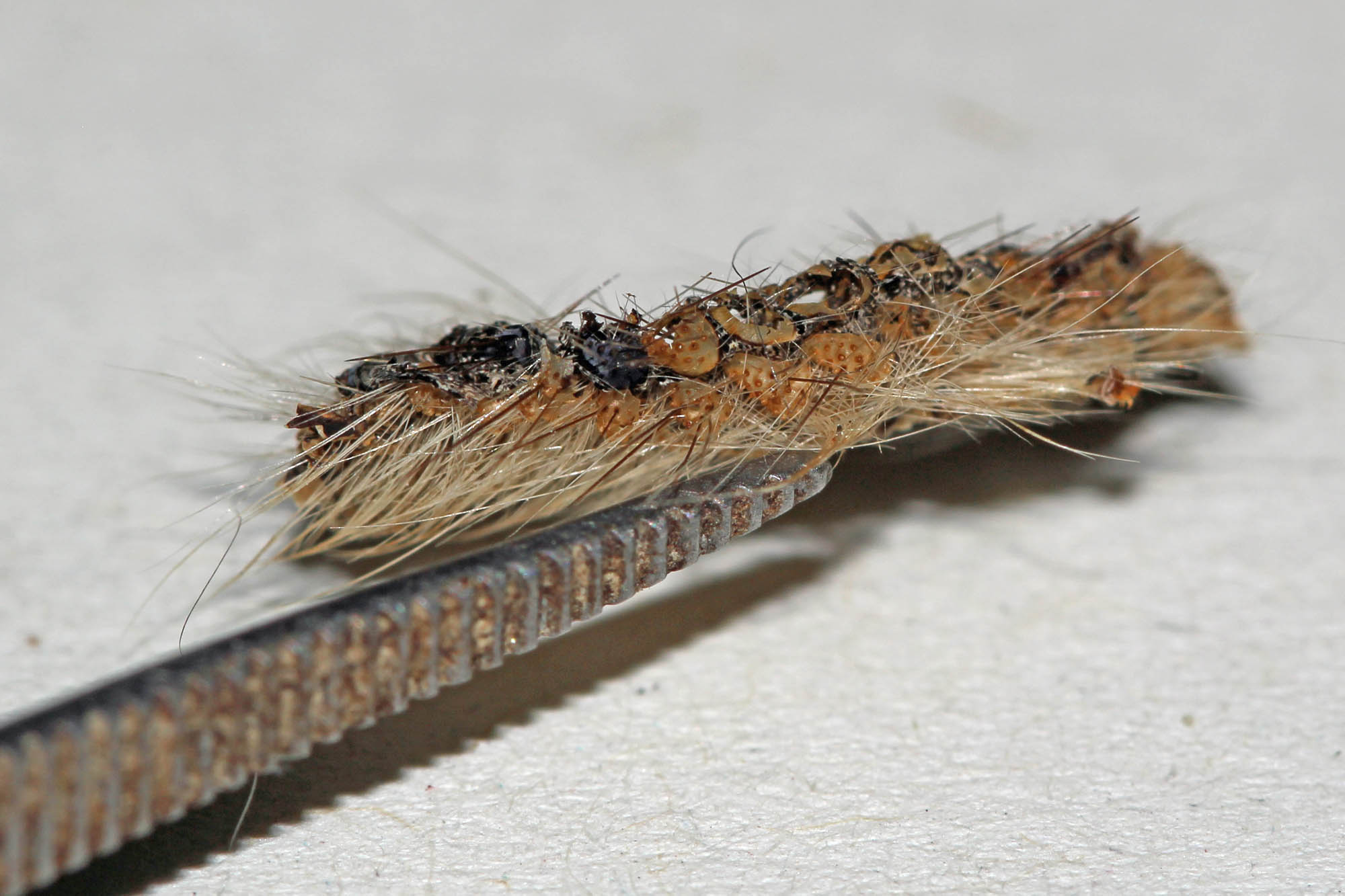 bruchi in nidi di uccello